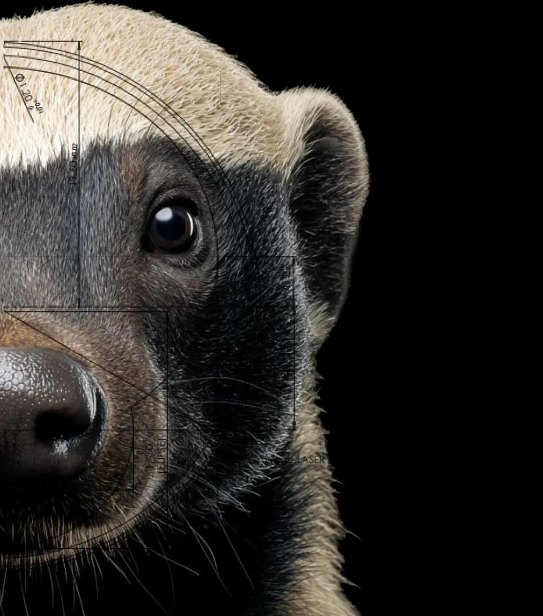 Inspiration animal